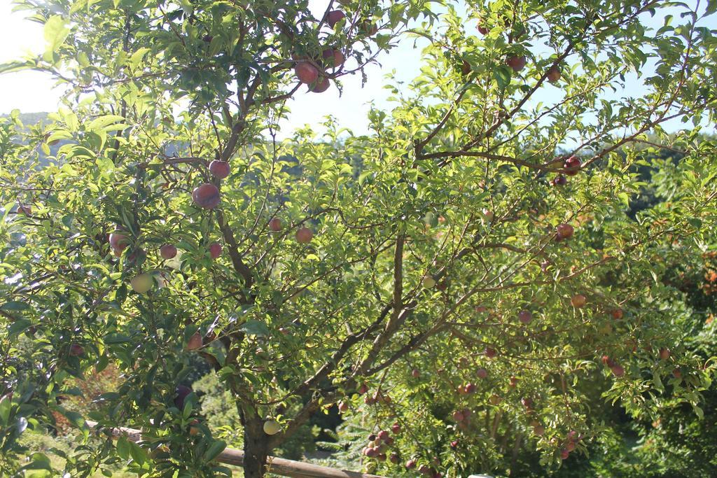 B&B Il Poggetto Serra Sant'Abbondio Экстерьер фото